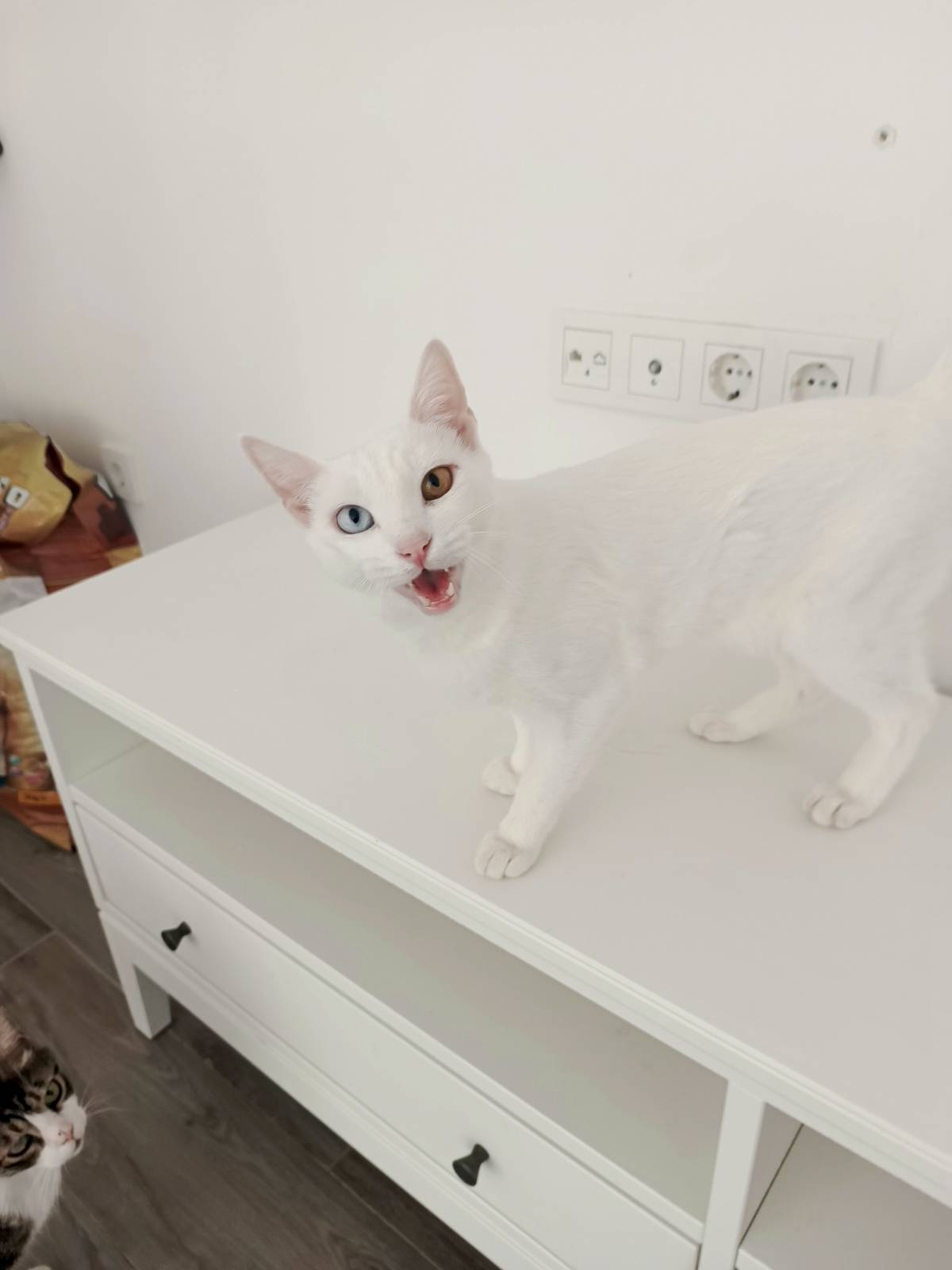 Genie · Stray Cat Sanctuary