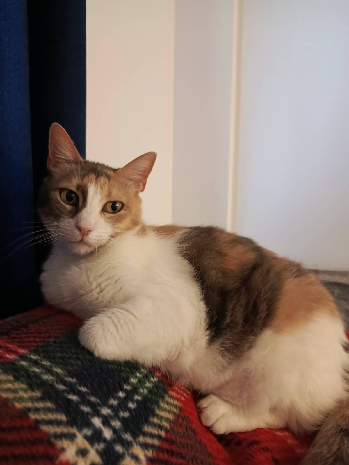 Lucky · Stray Cat Sanctuary