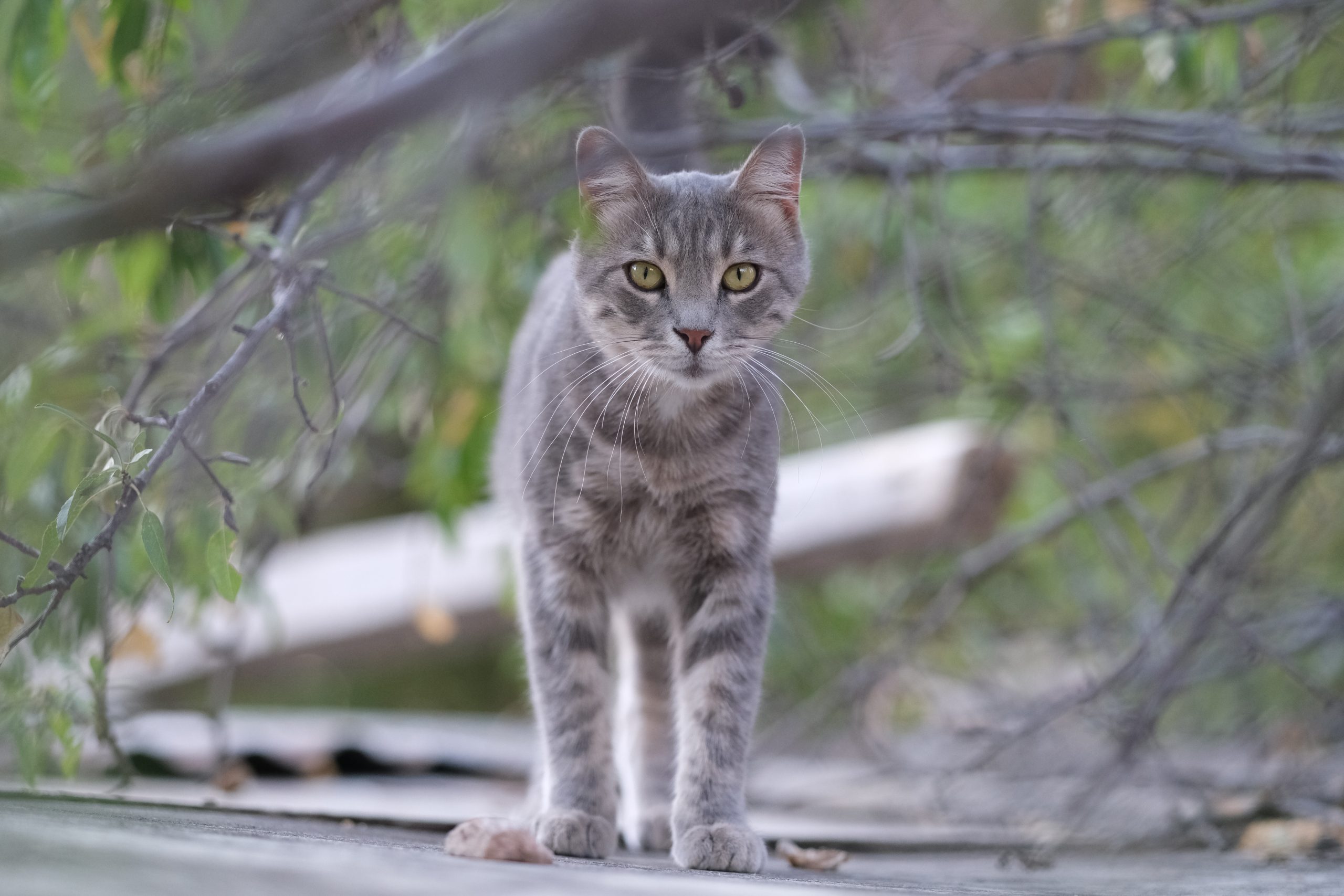 Read more about the article Responsibility