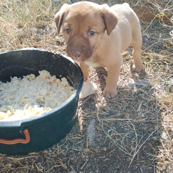 A puppy stands beside a food bowl at Ares Paw Friends.