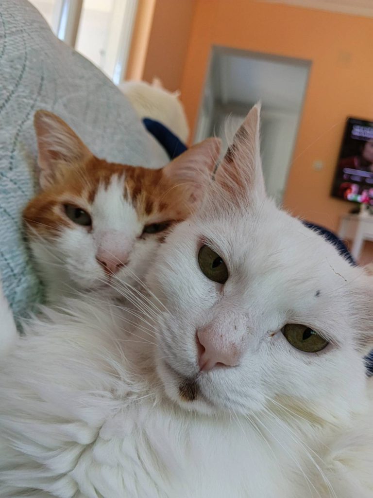 Hamish and Caf snuggle together at Stray Cat Sanctuary.