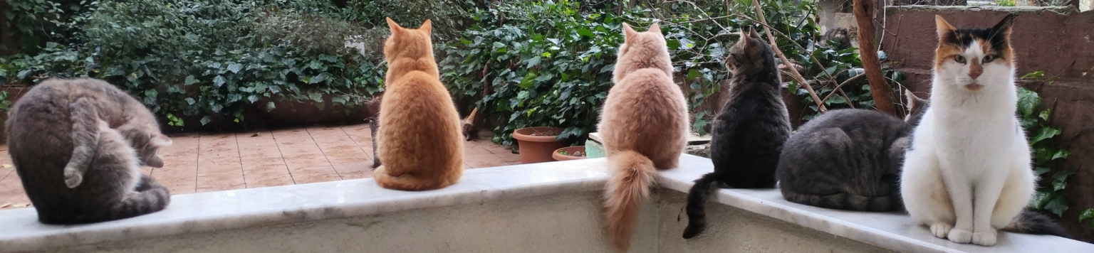 Cats sit together on a garden wall.