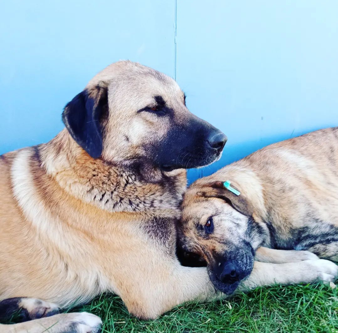 Zwei aneinandergelehnte Hunde von Bıyıklı Animal Rescue
