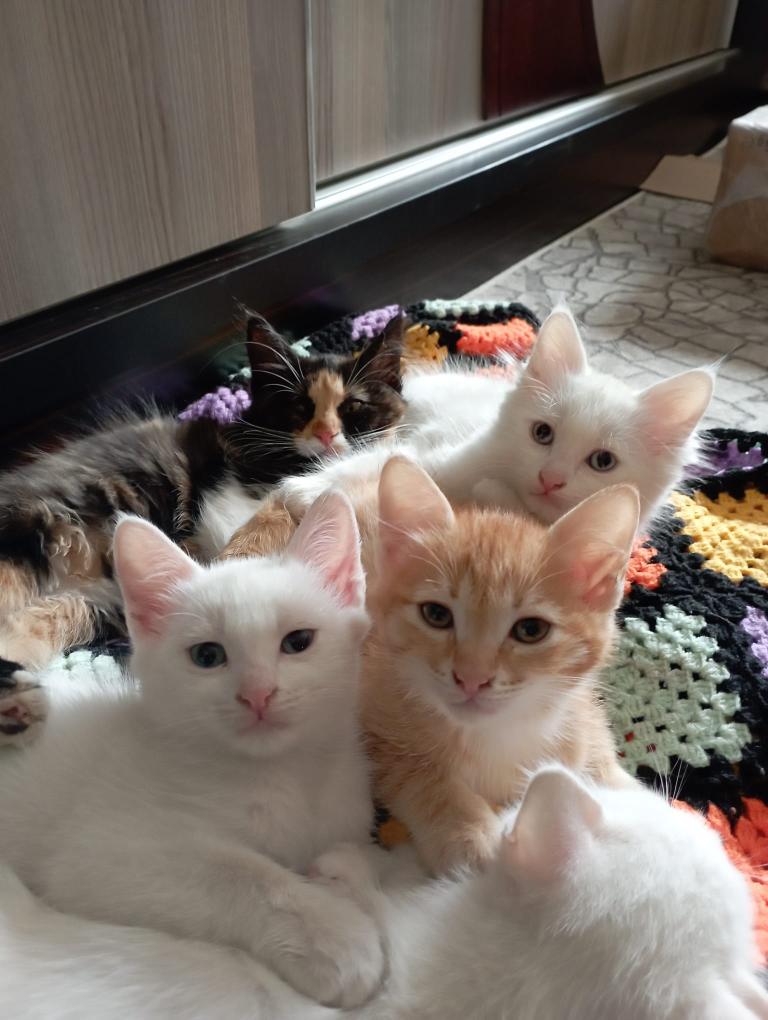 Kätzchengruppe von Paw Friends – Patili Dostlarım