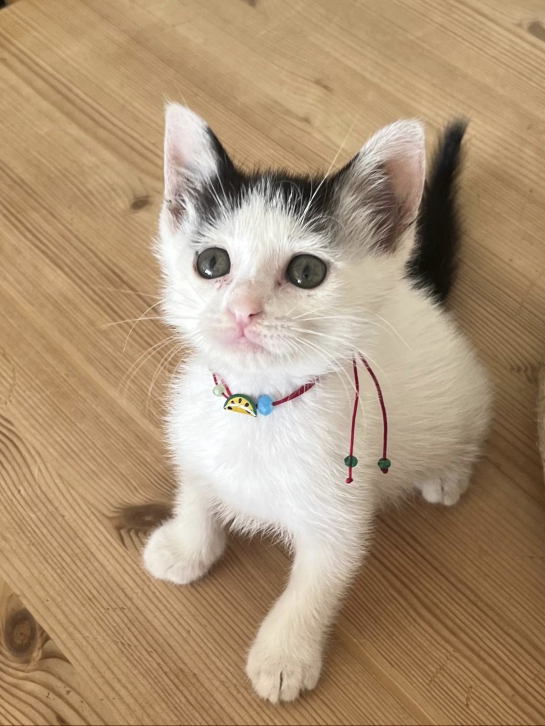 Kätzchen von Zelda Animal Rescue